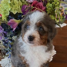 Angelika - Merle female Bernedoodle puppy in Gilbert, Arizona from Azteddybeardoodles