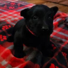 Red - Black male Scottish Terrier puppy in Berry, Alabama from North River k9