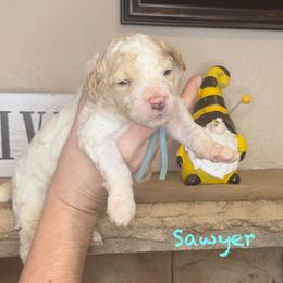Sawyer - Apricot male Goldendoodle puppy in Sanderson, Florida from Serenity Goldendoodles