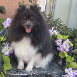Bluey - Blue and tan male Pomeranian puppy in Stockton, California from lunas_poms