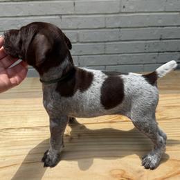 Comal - Liver and white male German Shorthaired Pointer puppy in Orange, Texas from River Bottom Pointers