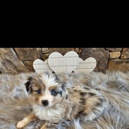 Toy Australian Shepherd Puppies from Reflections of Star Crest Kennel