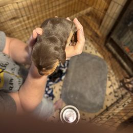Toby - Chocolate and tan male Dachshund puppy in Wappapello, Missouri from Kandb Dachshunds