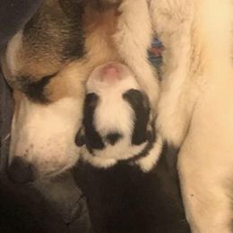 Pembroke Welsh Corgis from Lynden Corgies