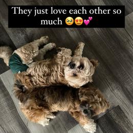 Lhasa Apso puppies from Lhasa Loves by the Stewarts