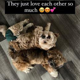 Lhasa Apso puppies from Lhasa Loves by the Stewarts