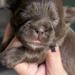 Jackson - Chocolate male Shih Tzu puppy in Claxton, Georgia from Small Pawz Shih tzu