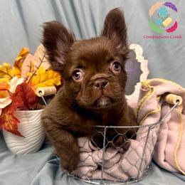 Trinket - Brindle female French Bulldog puppy in Bowman, Georgia from Companion Creek Farm