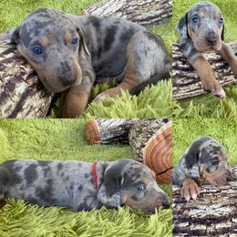 Catahoula Leopard Dog Puppies from Middle Acres Catahoulas