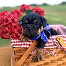 Black Tri Female - Black tri-color female Bulldog puppy in Hartshorne, Oklahoma from Jena Edmond