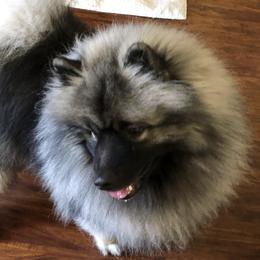 Iggie - Keeshond