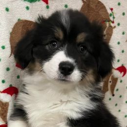 Jack - Pembroke Welsh Corgi puppy from Triple T Corgis