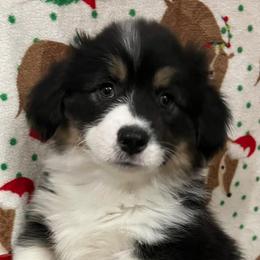 Jack - Pembroke Welsh Corgi puppy from Triple T Corgis