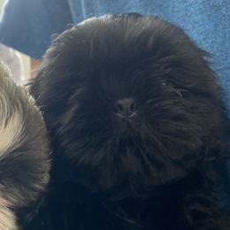 Girl 1 LoveOPERA - Black Shih Tzu puppy in Ellicott City, Maryland from Dr. Dmitriy Kurenbin PURE SHIH TZU Puppies