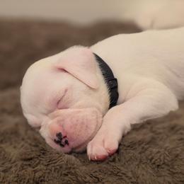 Boy 1 - White male Boxer puppy in Howey In The Hills, Florida from Bayla Belle & Blossom's Boxers