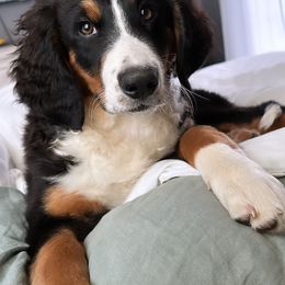 Bernedoodle Puppies from Buckingham's Bernedoodle Buddies
