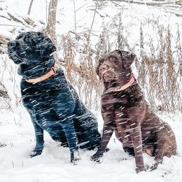 Labrador Retrievers from Four Seasons Kennels