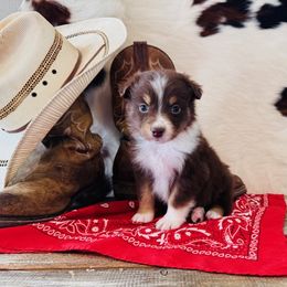 'Skip' PENDING - Red tri-color male Australian Shepherd puppy in Durand, Wisconsin from Larson’s Legacy Aussome Aussie Kennels