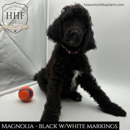 MAGNOLIA - Cream Collar Girl - Black with white markings - Black female Poodle puppy in Charlo, Montana from Heavenly Hilltop Farm