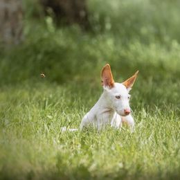 Ibizan Hound Puppies from Nevaeh Ibizan Hounds
