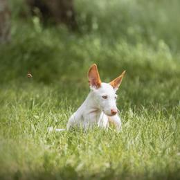 Ibizan Hound Puppies from Nevaeh Ibizan Hounds