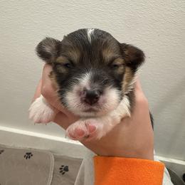 Purple - Red female Pembroke Welsh Corgi puppy in Eltopia, Washington from PNW Pup Co.