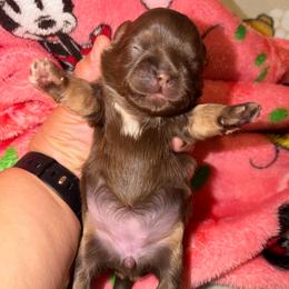 Canela - Liver and white female Shih Tzu puppy in Bakersfield, California from Little pumpkin Shih Tzu’s