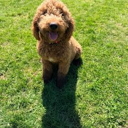 Daisy - Goldendoodle