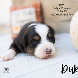 Duke - BTM - Black tri male Toy Australian Shepherd puppy in Nacogdoches, Texas from TK Standard, Mini, & Toy Aussies