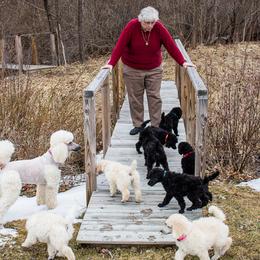 Poodle Puppies from Wispynook Poodles