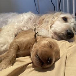 Goldendoodle Puppies from Downeys Double Doodles of KY