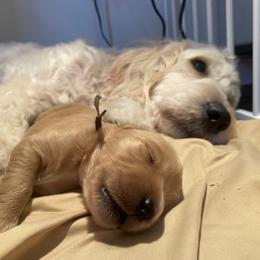 Goldendoodle Puppies from Downeys Double Doodles of KY