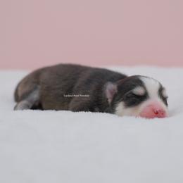Fable - Black and white female Pomsky puppy in Loxahatchee, Florida from Cardinal Point Pomskies
