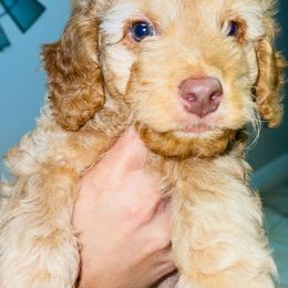 Goldendoodle and Poodle Puppies from RoyalPaws_Miami