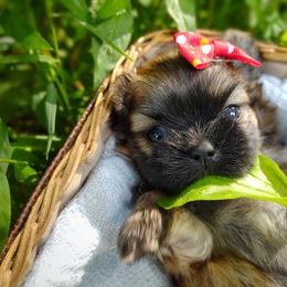 Companion Cross, Havanese, Mal-Shi, Maltese, Maltipoo, Morkie, and Shih Tzu Puppies from Seeking Shalom Acres Maltese, Maltipoos & Havamalts