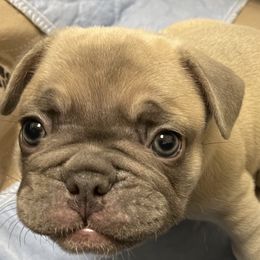 French Bulldog Puppies from Fabi's French Bulldogs