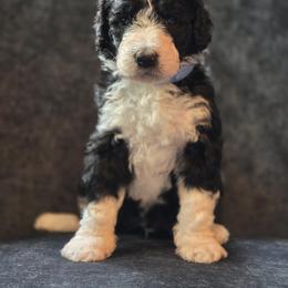 Australian Mountain Doodle Puppies from Tulsa Australian Moutain Doodles
