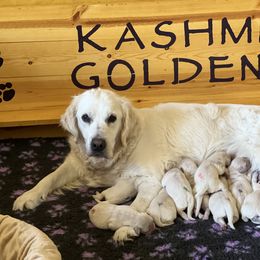 Golden Retriever Puppies from Kashmir’s Golden Retrievers