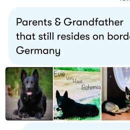 Boy 1 - Black and tan male German Shepherd puppy in Batesville, Mississippi from Shepherd Farms