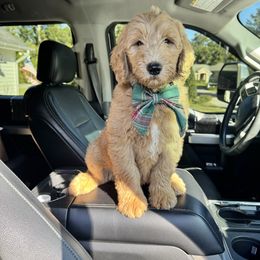 Honey - Apricot male Goldendoodle puppy in De Land, Florida from Rezapour Doodle Estate