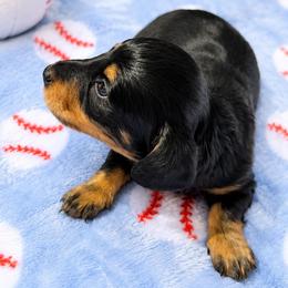 AKC - Zack - Black and tan male Dachshund puppy in Omaha, Nebraska from Colorful Dachshunds