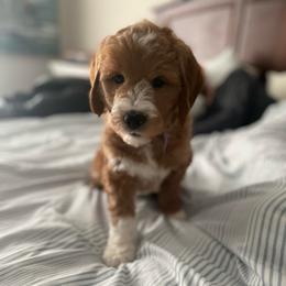 Purple - Red  male Goldendoodle puppy in Medina, Ohio from Farmer Doodles