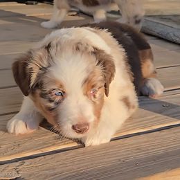 Alan Jackson - Red merle male Australian Shepherd puppy in Weatherford, Texas from MicKenna Ridge Ranch