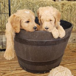Goldendoodle Puppies from Southern Charm Goldendoodles