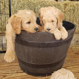 Goldendoodle Puppies from Southern Charm Goldendoodles