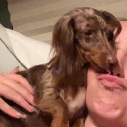 Dachshunds and Pomeranians from Gracie Lail