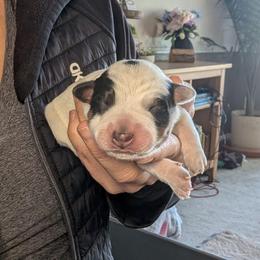 Blu (Blue Collar) - Blue male Australian Cattle Dog puppy in Ammon, Idaho from Piney River Cattle Dogs