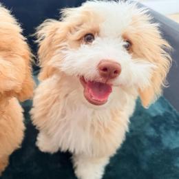 Sienna - Yellow and white female Bernedoodle puppy in Port Saint Lucie, Florida from Eastside Paws LLC
