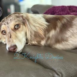 Zoe - Dachshund