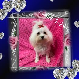Kalie - Maltese